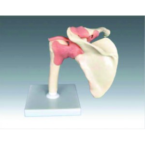 Big shoulder joint-functional model